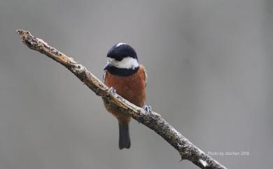 Sittiparus castaneoventris Gould, 1862 赤腹山雀