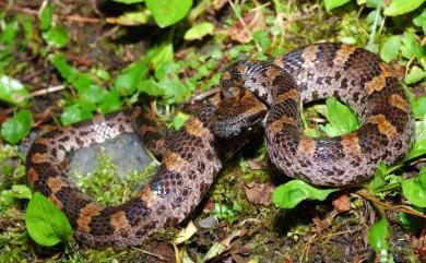 Ovophis monticola makazayazaya (Takahashi, 1922) 瑪家山龜殼花