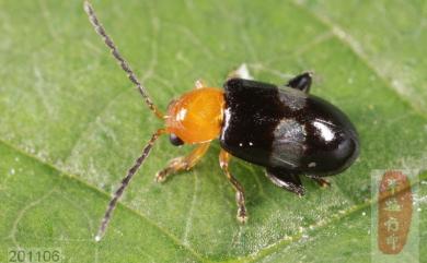 Luperomorpha birmanica Jacoby, 1892 橫紋寡毛葉蚤