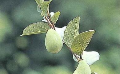 Ficus pumila var. awkeotsang 愛玉子