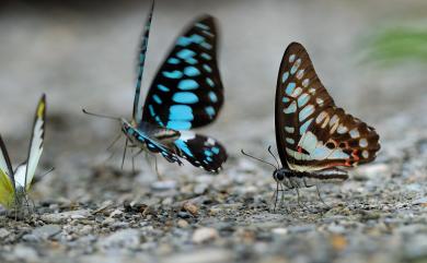 Graphium sarpedon connectens 青鳳蝶