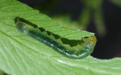 Callopistria duplicans Walker, [1858] 1857 弧角散紋夜蛾