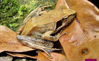 Rana longicrus Stejneger, 1898 長腳赤蛙