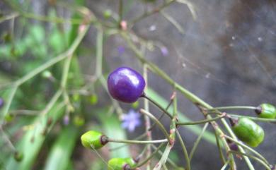 Dianella ensifolia (L.) DC. 桔梗蘭