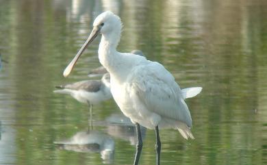 Platalea leucorodia leucorodia Linnaeus, 1758 白琵鷺