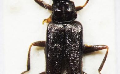 Micropodabrus chujoi (Wittmer, 1972) 中條微雙齒菊虎