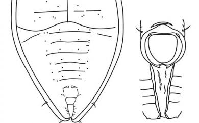 Taiwanaleyrodes meliosmae Takahashi, 1932 山豬肉粉蝨