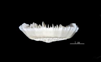 Stephanocyathus regius Cairns & Zibrowius, 1997 盤形冠杯珊瑚