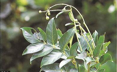 Turpinia ovalifolia 羽葉山香圓
