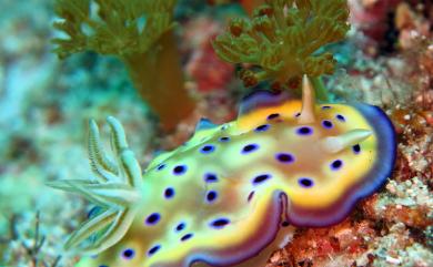 Chromodoris kuniei Pruvot-Fol, 1930 昆氏多彩海蛞蝓