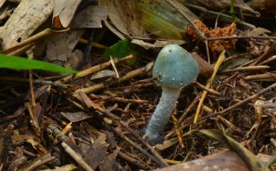 Stropharia aeruginosa 銅綠球蓋菇