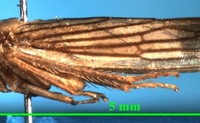 Cofana nigrilinea (Stål, 1870) 黑紋褐脈葉蟬