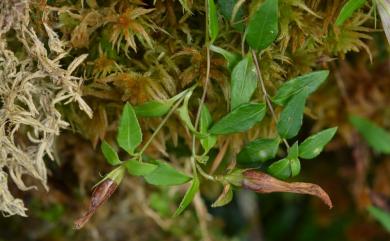 Tripterospermum microphyllum Harry Sm. 小葉雙蝴蝶