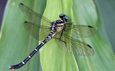 Heliogomphus retroflexus (Ris, 1912) 曲尾春蜓