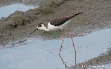 Himantopus himantopus (Linnaeus, 1758) 高蹺鴴