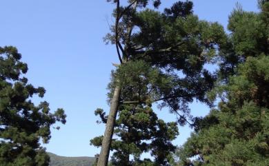 Cryptomeria japonica (Thunb. ex L.f.) D.Don 柳杉