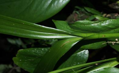 Liparis viridiflora 淡綠羊耳蒜