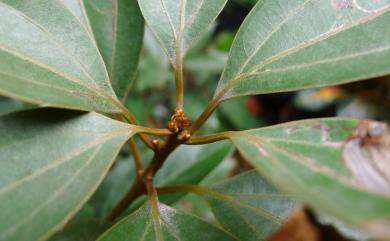 Neolitsea sericea var. aurata (Hayata) Hatus. 金新木薑子