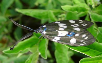 Eterusia aedea formosana Jordan, 1907 蓬萊茶斑蛾