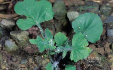 Emilia sonchifolia var. javanica 紫背草