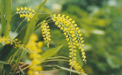 Dendrochilum uncatum Rchb.f. 黃穗蘭