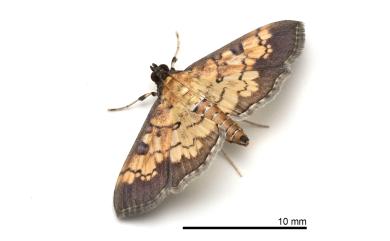 Ategumia adipalis Lederer, 1863 脂花翅野螟蛾