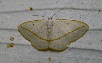 Lomographa inamata (Walker, 1861) 黃帶素尺蛾