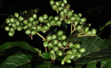 Cordia aspera subsp. kanehirae 金平氏破布子