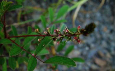 Indigofera hirsuta L. 毛木藍