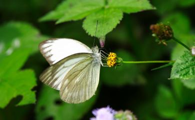 Cepora nadina eunama 淡褐脈粉蝶