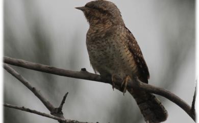 Jynx torquilla chinensis Hesse, 1911 地啄木