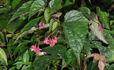 Begonia buimontana 武威山秋海棠