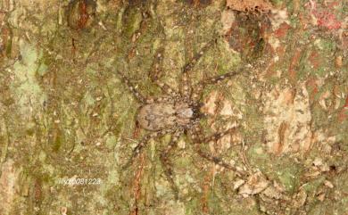 Siamspinops formosensis (Kayashima, 1943) 台灣巴吿蛛
