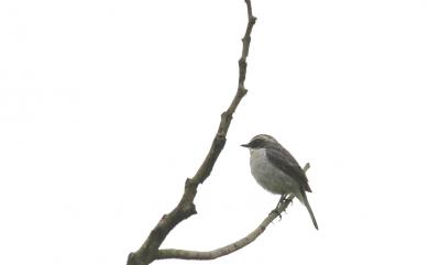 Saxicola ferreus haringtoni (Hartert, 1910) 灰叢鴝