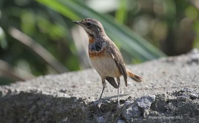 Luscinia svecica svecica (Linnaeus, 1758) 藍喉歌鴝