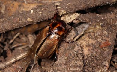 Anomala nigrolineata Kobayashi, 1987 黑紋條金龜