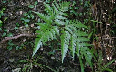 Davallia solida (G.Forst.) Sw. 闊葉骨碎補