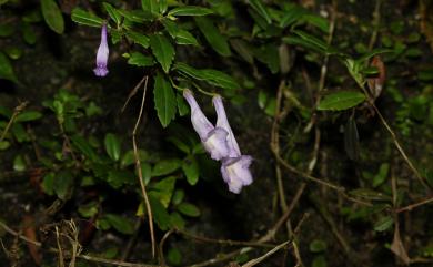 Lysionotus pauciflorus var. pauciflorus 吊石苣苔