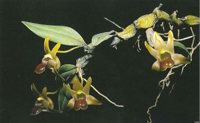 Dendrobium nakaharae Schltr. 蠟著頦蘭