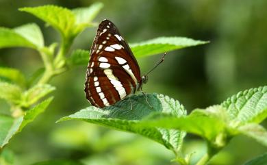 Neptis hylas luculenta Fruhstorfer, 1907 豆環蛺蝶