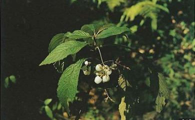 Rhynchotechum discolor (Maxim.) B.L. Burtt 同蕊草