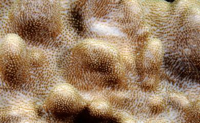 Sinularia exilis Tixier-Durivault, 1970 短小指形軟珊瑚