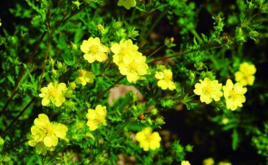 Potentilla chinensis 委陵菜