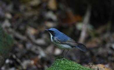 Larvivora cyane (Pallas, 1776) 藍歌鴝