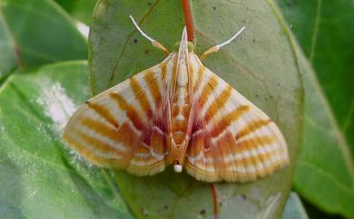 Pagyda auroralis (Moore, 1888)