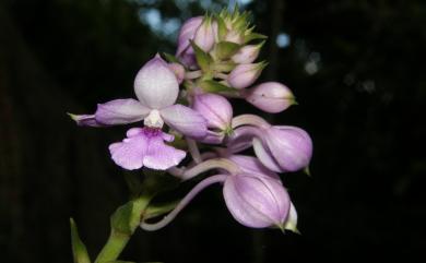 Calanthe sylvatica (Thouars) Lindl. 長距根節蘭