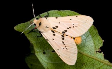 Spilarctia postrubida (Wileman, 1910) 橙污燈蛾