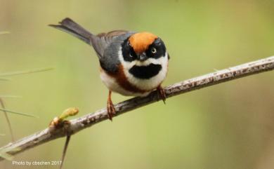 Aegithalos concinnus concinnus (Gould, 1855) 紅頭山雀