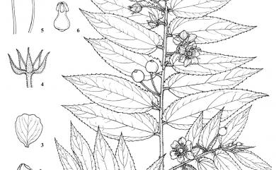 Muntingia calabura L. 西印度櫻桃