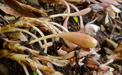 Yoania amagiensis var. squamipes C.L. Yeh & C.S. Leou 密鱗長花柄蘭